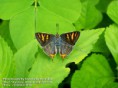 /album/beautiful-butterflies/butterfly-7-photograph-by-shantanu-kuveskar-jpg/